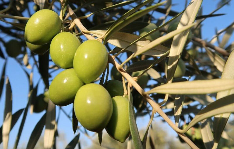 Cereales Benigno S L
