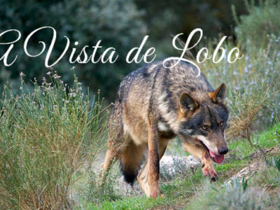 A vista de lobo