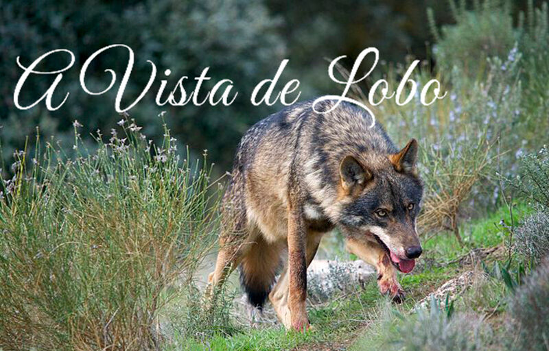 A vista de lobo