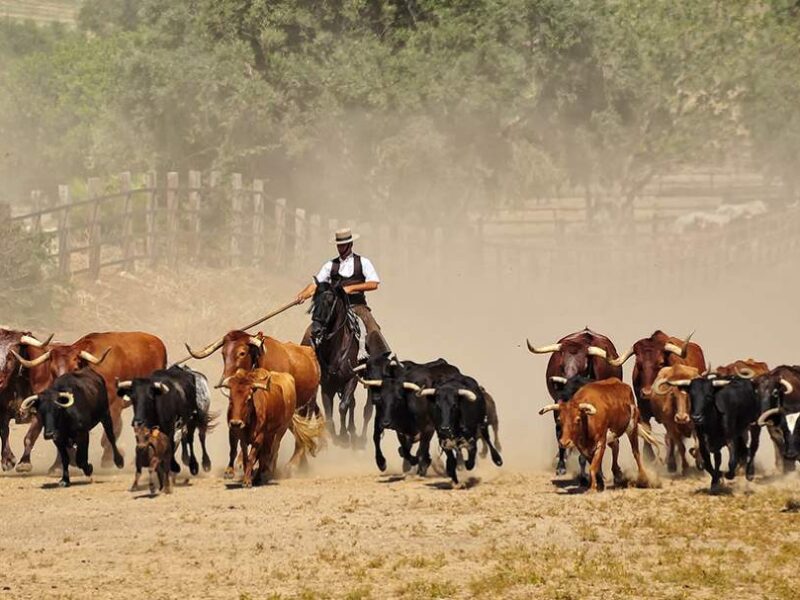 Ganadería Julio García-Toros De Sando S.L.U.