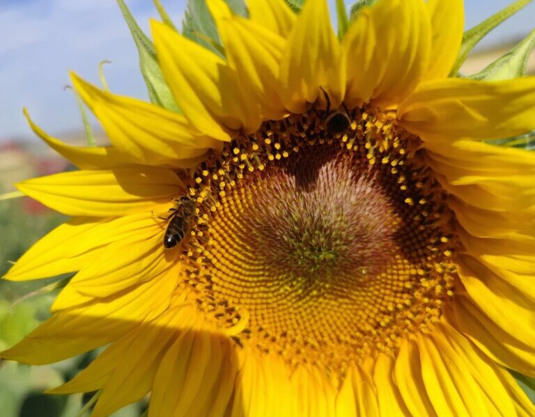 flor de antaño